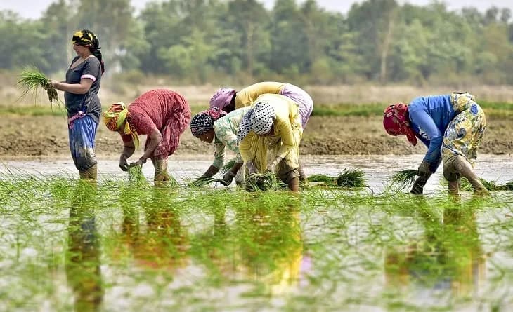 Indian farmland where ingredients for traditional snacks are grown