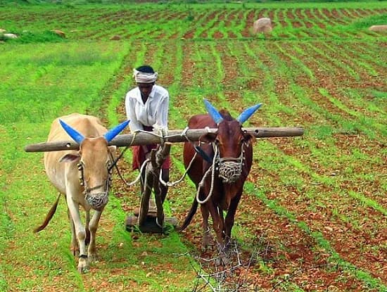 Traditional Bihari Thekua ingredients sourced from Indian farms