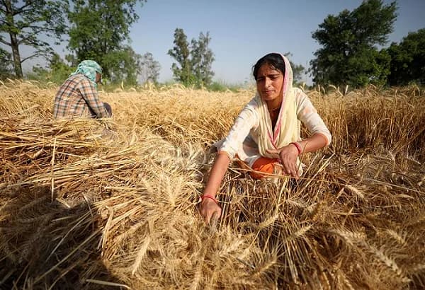 Premium wheat used to make authentic Thekua